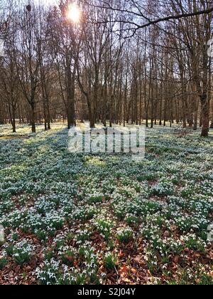 Perce-neige sous les hêtres au printemps Banque D'Images