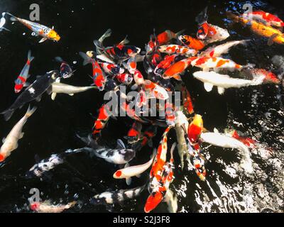 Carpes koï dans un étang Banque D'Images