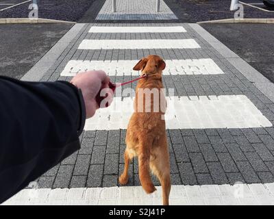 Un POV point de vue d'un chien en laisse, tirant son propriétaire sur une route avec un passage piéton Banque D'Images