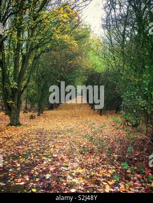 Voie bordée d'arbres couverts de feuilles dorées en automne Banque D'Images