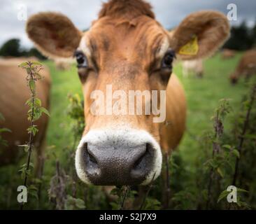 Un portrait de la tête d'une vache brune montrant son grand nez, oreilles et yeux de regarder directement l'appareil photo Banque D'Images