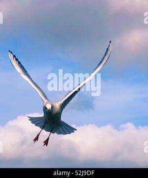 Oiseau dans le ciel Banque D'Images