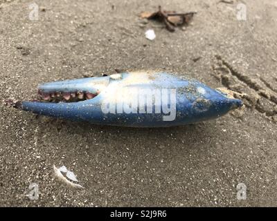 Griffe crabe sur la plage de Galveston, Texas Banque D'Images