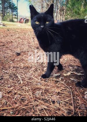 Chat Noir Avec Oreille Entaillee Sur Ferme Avec Tracteur Rouge En Arriere Plan Photo Stock Alamy