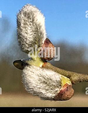 Salix caprea saule - chèvre - bourgeons. Mars 2019. Banque D'Images