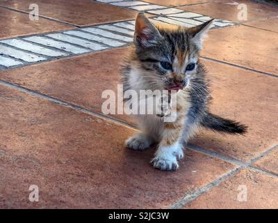 Un Jeune Chat D Ecaille Avec Une Patte Orange Est Assis Sur Une Etagere Dans Un Condo De Chat Photo Stock Alamy