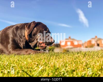 Vue rapprochée d'un chien labrador Chocolat espiègle de mâcher une bouteille en plastique dans un parc Banque D'Images
