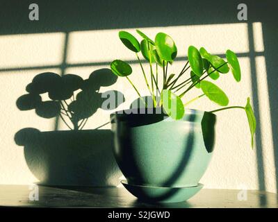 Une usine d'argent chinois (pilea peperomioides) et l'ombre. Banque D'Images