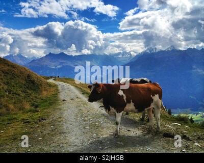 Les vaches dans les Alpes autrichiennes Banque D'Images