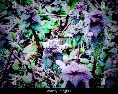Lamium Purpurium Deadnettle, ou pourpre qui fleurit dans les champs avec la recherche d'abeilles nectar au début du printemps Banque D'Images