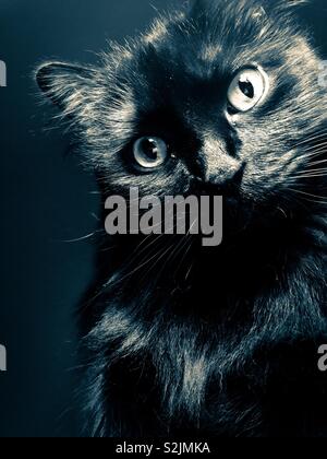 Beau portrait du chat noir avec des filtre appliqué Banque D'Images