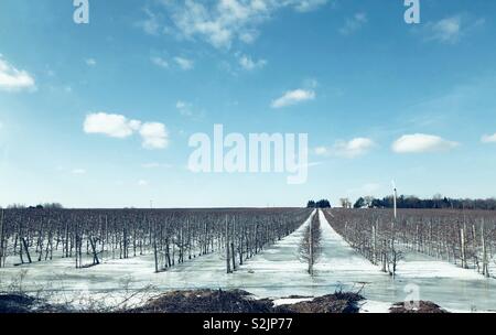 Rangées de pommiers sur un verger couvert de neige et de glace durant l'hiver à la ferme à Clarington (Ontario), Canada Banque D'Images
