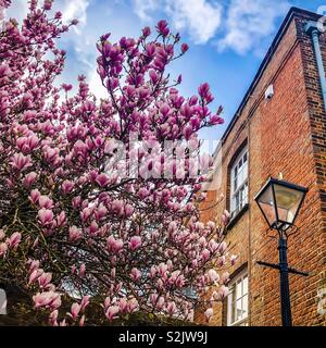 Magnolia en fleurs d'un classique de style géorgien et vieux lampadaire à Arundel, Angleterre Banque D'Images