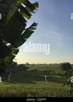 Lumière du matin sur les champs de riz à Canggu, Bali Banque D'Images