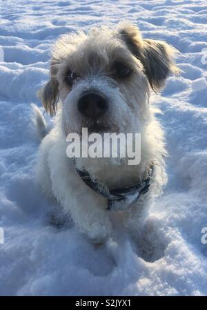 Mon chien profiter de la neige Banque D'Images