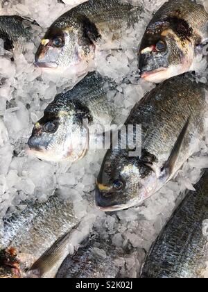 Fresh daurade en vente dans une poissonnerie français. Banque D'Images