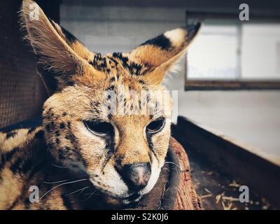 Portrait d'un vieux chat serval en captivité Banque D'Images