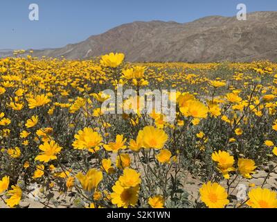 Fleurs sauvages jaune dans le désert de Anza Borrego State Park près de San Diego, en Californie. Les fleurs font partie de l'offre super bloom de mars 2019. Banque D'Images