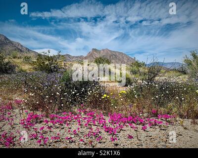 Photo montrant un paysage fleurs sauvages dans le désert d'Anza Borrego State Park, dans le sud de la Californie. Banque D'Images