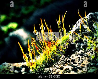 Rosée sur la mousse sur un rocher macro image Banque D'Images