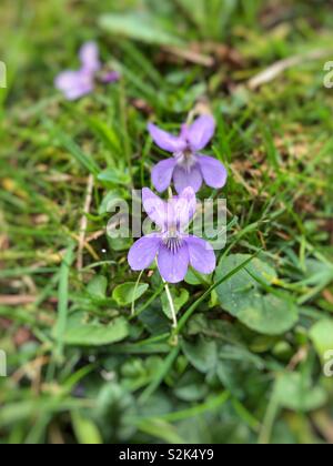 Violette odorante ( Viola odorata) croissant au Royaume-Uni, fin mars. Banque D'Images