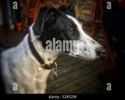 Chien Lurcher Banque D'Images