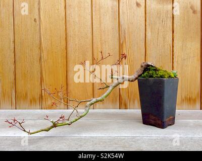 L'érable japonais style cascade Bonsai juste entrée en leaf Banque D'Images
