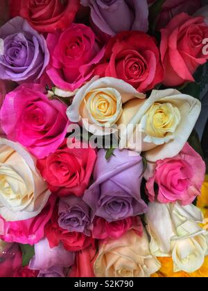Bouquet coloré d'une variété de rose lavande blanc frais et roses rouges. Banque D'Images