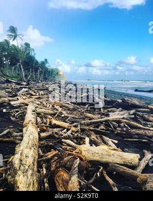 Drift wood beach, plage des Caraïbes, la Dominique Banque D'Images