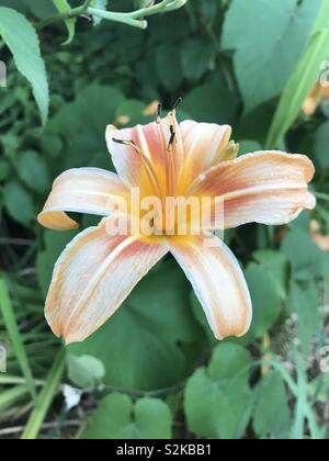 Une orange et blanc tiger lily en pleine floraison. Banque D'Images