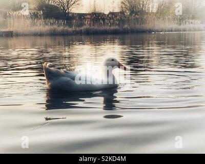 Canard d'Aylesbury, blanc natation sur un lac calme Banque D'Images