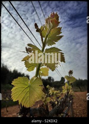 De nouvelles pousses et des fleurs sur les vignes de Syrah, Catalogne, Espagne. Banque D'Images