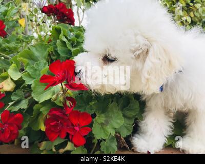 Chiot blanc moelleux sniffing géraniums dans jardin. Banque D'Images