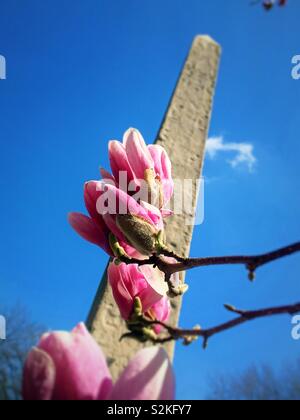 Magnolia fleurs et Cleopatra's Needle dans Central Park au début du printemps, NYC, USA Banque D'Images