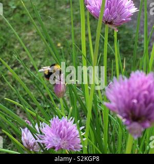 Abeille sur ciboulette Banque D'Images