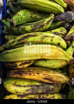 Image complète de produits très frais, délicieux plantains mûrs sur l'affichage et à la vente à la marché du terroir. Banque D'Images