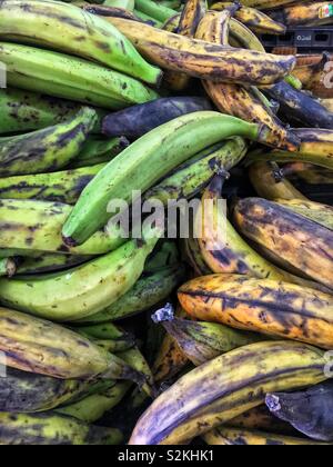 Image complète de produits très frais, délicieux plantains verts mûrs sur l'affichage et à la vente à la marché du terroir. Banque D'Images