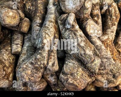 Image complète de produits très frais, délicieux raifort mûre racine sur l'affichage et à la vente à la marché du terroir. Banque D'Images