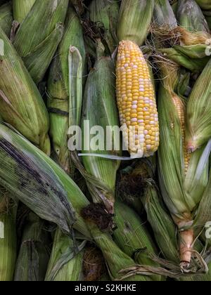 Image complète de produits très frais, délicieux venu des épis de maïs sur l'affichage et à la vente à la marché du terroir. Banque D'Images