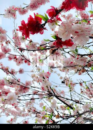 Amygdalus perse L. var. persica f. versicolor (Sieb.) Voss dans 撒金碧桃 / pluie de printemps Banque D'Images