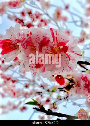 Amygdalus perse L. var. persica f. versicolor (Sieb.) Voss dans 撒金碧桃 / pluie de printemps Banque D'Images