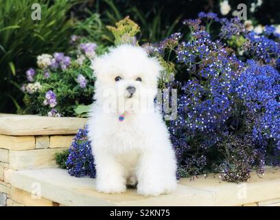 Fourrure douce chiot blanc assis dans le sud-ouest de jardin de fleur au milieu. Banque D'Images