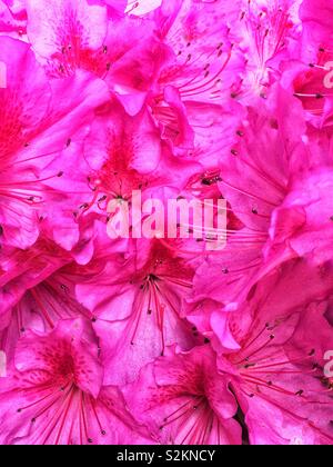 Image complète de produits frais chaud rose d'azalées en fleurs. Banque D'Images