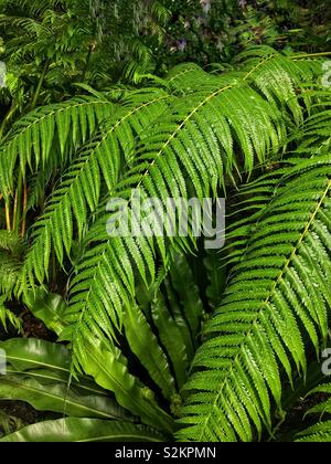 Image complète de Dioon spinulosum, vert frais dioon géant, et gomme les frondes de palmiers poussant dans un jardin. Banque D'Images