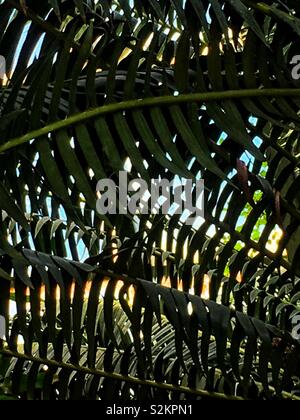 Image complète de Dioon spinulosum, vert frais dioon géant, et gomme les frondes de palmiers poussant dans un jardin. Banque D'Images