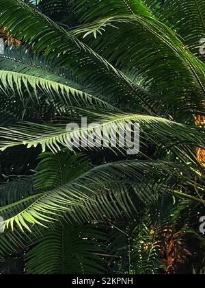 Image complète de Dioon spinulosum, vert frais dioon géant, et gomme les frondes de palmiers poussant dans un jardin. Banque D'Images