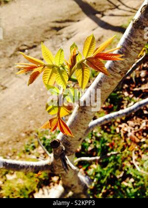 Le persan ou l'anglais le Noyer (Juglans regia) de nouvelles feuilles et pousses Banque D'Images