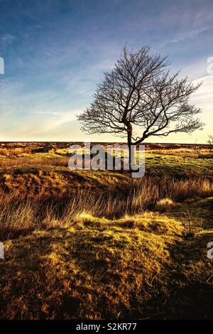 Un paysage vertical image d'un arbre isolé dans la lande sur les maures dans une zone déserte au coucher du soleil. Vue du coucher de soleil du parc national de Peak District, dans le Derbyshire UK Banque D'Images