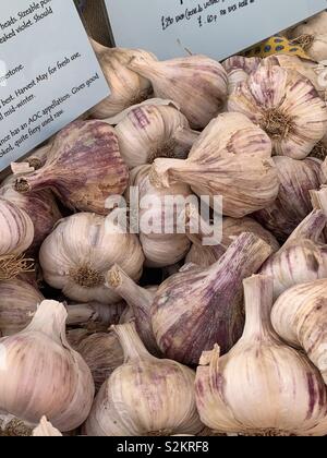 Bulbes ail frais en vente sur une échoppe de marché en marché Beverley, East Yorkshire. Banque D'Images