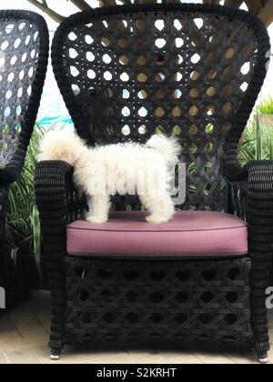 Ma partie préférée de cette chaire est la mentonnière ! Géant, orné, wicker chair mauve foncé avec coussin de siège et petit chiot blanc règle dès qu'il dans un jardin. Banque D'Images